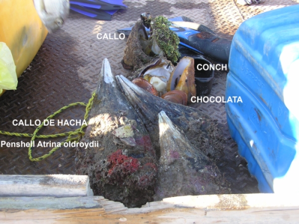 BN_P1010125.jpg - 234kB