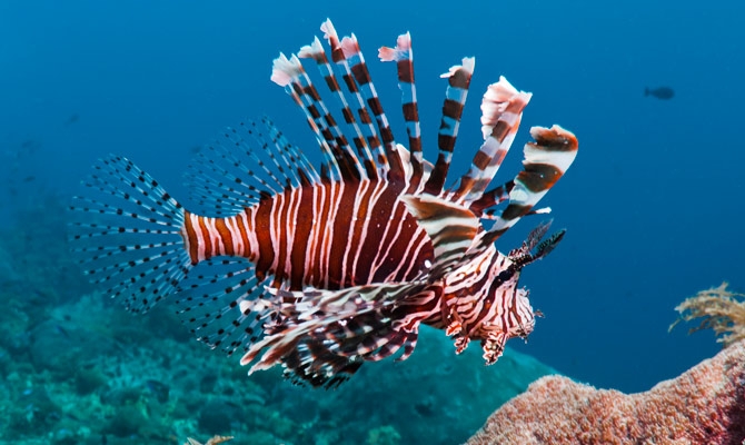 lion-fish-2.jpg - 178kB