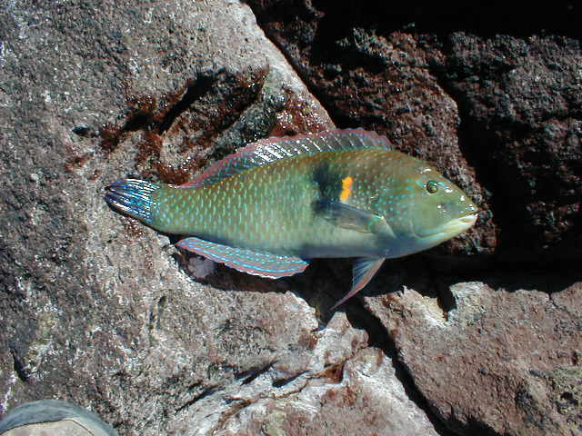 wrasse.jpg - 62kB