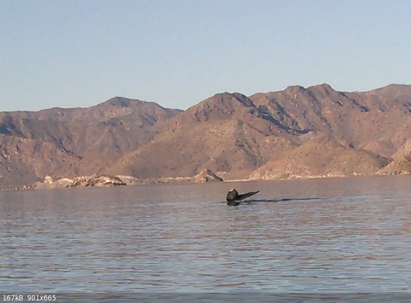 whale1.jpg - 167kB
