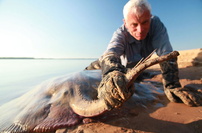 stingray.jpg - 54kB
