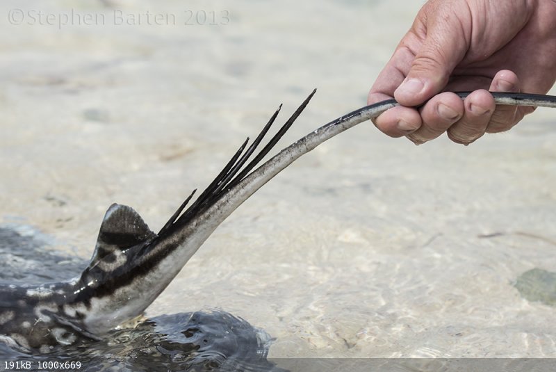 eagle ray.jpg - 191kB