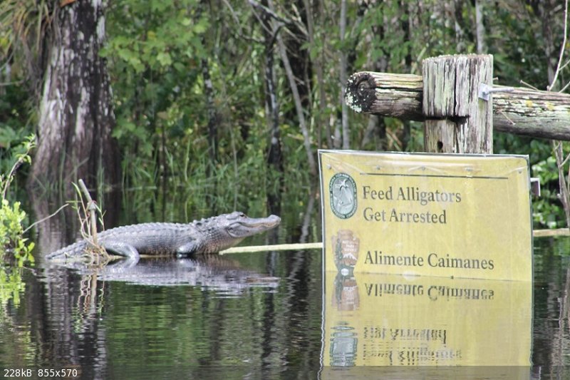 Gator, FL.jpg - 228kB