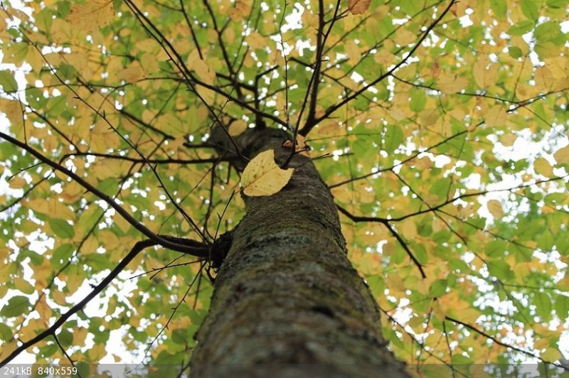 Fall in Southern Appalacia.jpg - 241kB
