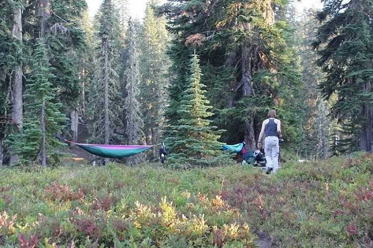 Indian Heaven Wilderness, WA.jpg - 239kB
