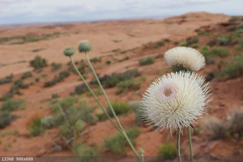 Flowers, Escalante, UTAH.jpg - 133kB