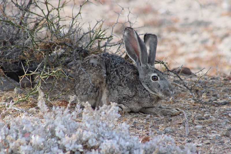 Rabbit.JPG - 211kB