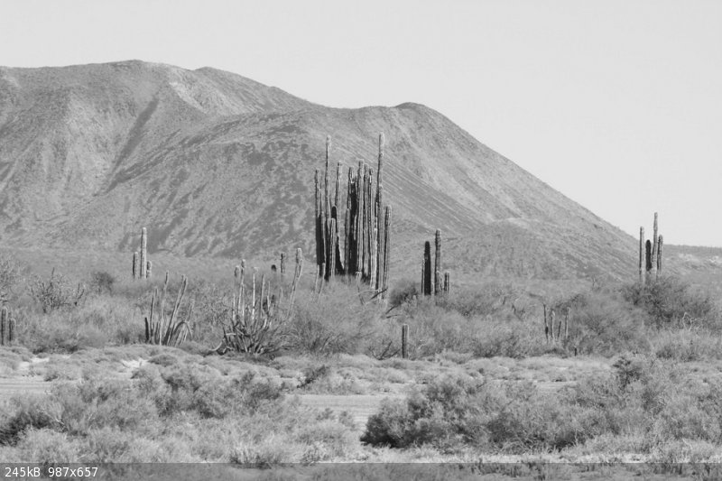 Animas cactus BW.JPG - 245kB