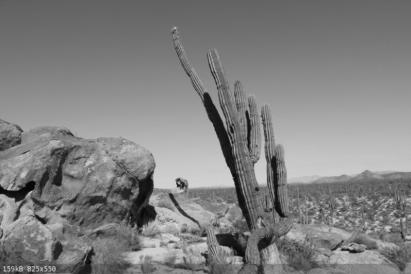 Fox Cactus BW.JPG - 159kB