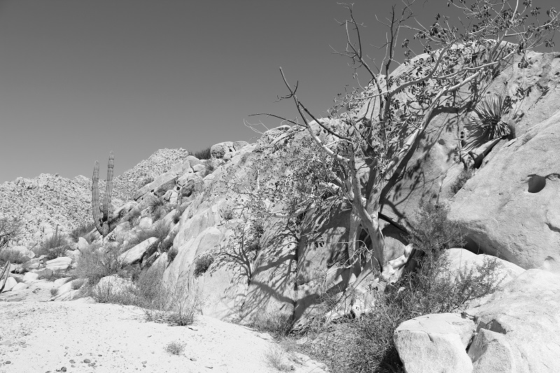 Yubay tree BW.JPG - 226kB