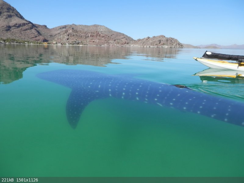 Baby whale shark_resize_resize.JPG - 221kB