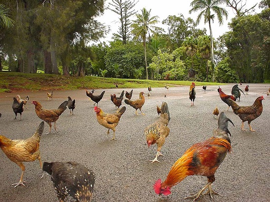 Chickens.jpg - 176kB