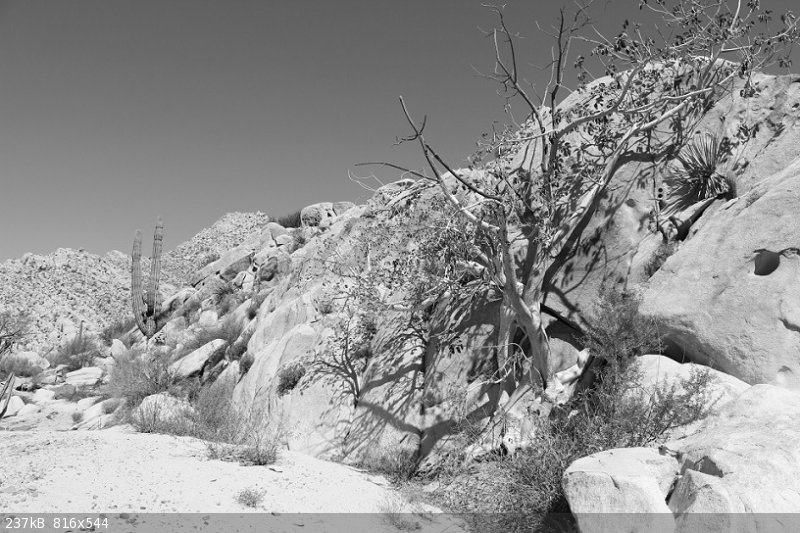fig tree.jpg - 237kB