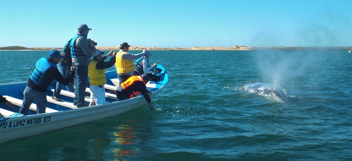 Bahia Magdalena Puerto Lopez Mateos  Jan 2017 006.JPG - 186kB