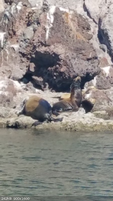 sealion.JPG - 242kB