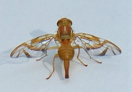 fruitfly.jpg - 33kB