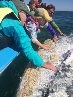 whales.jpg - 42kB