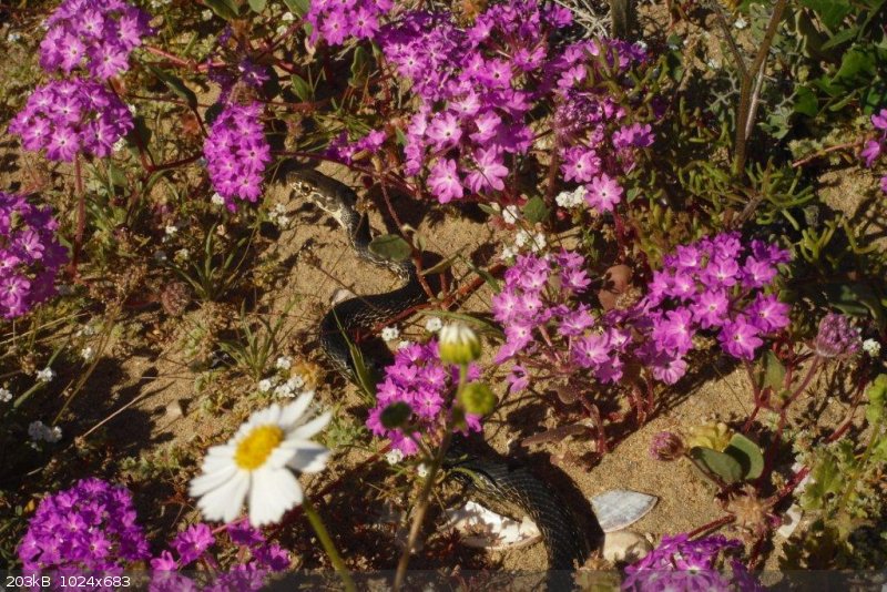 snake.jpg - 203kB