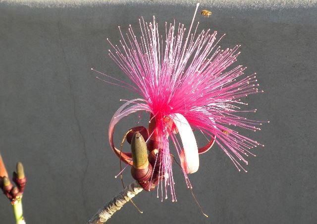 S. Brush 1 Email.jpg - 64kB