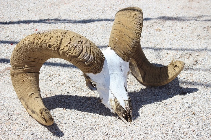 sheep head one.jpg - 248kB