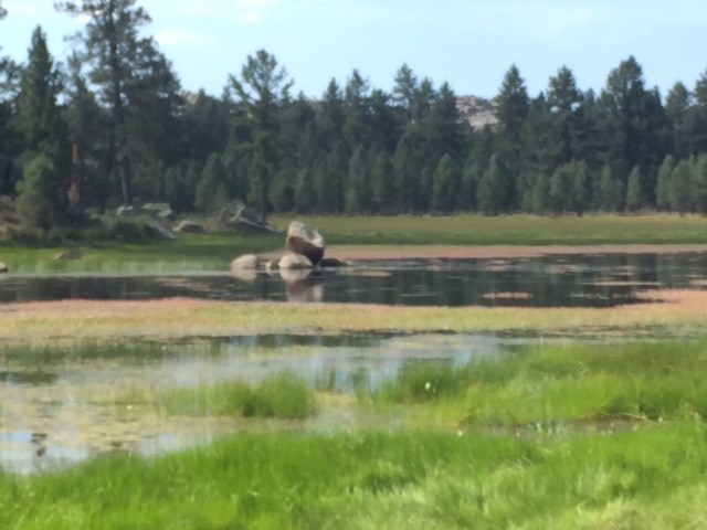 laguna hanson.jpg - 61kB