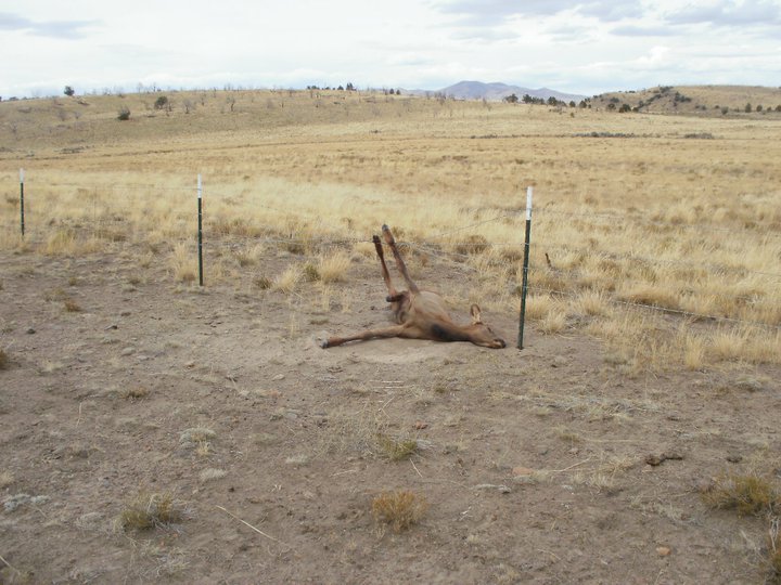 ELK 1.jpg - 90kB