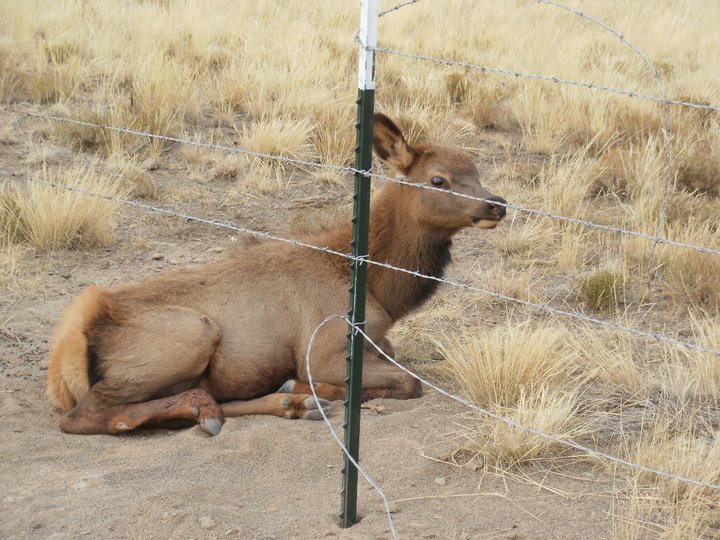 elk 2.jpg - 114kB