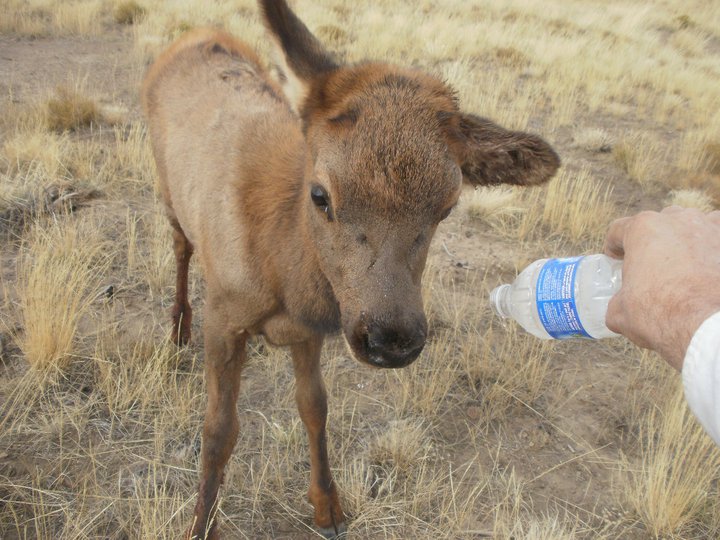 elk 3.jpg - 101kB