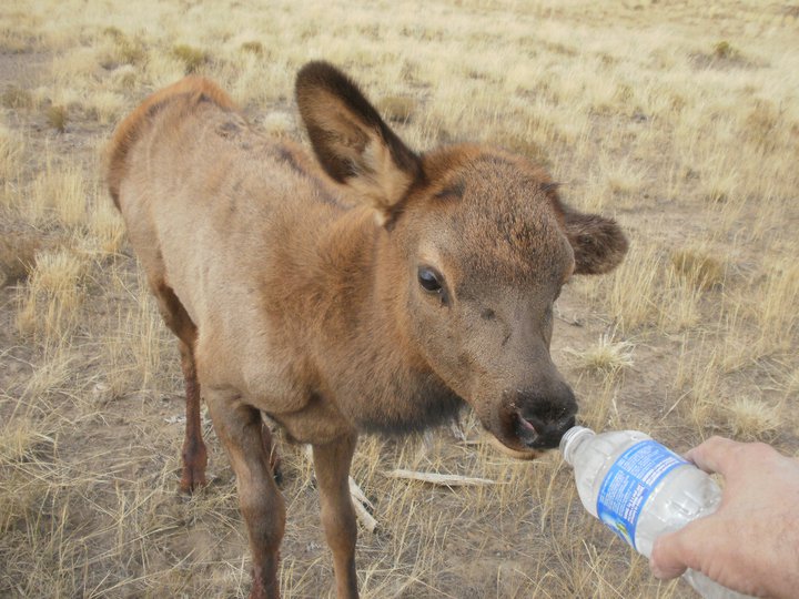 elk 4.jpg - 96kB