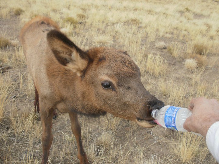 elk 5.jpg - 96kB