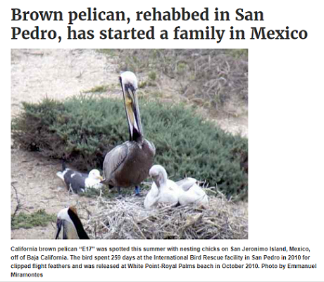 baja pelican.png - 245kB