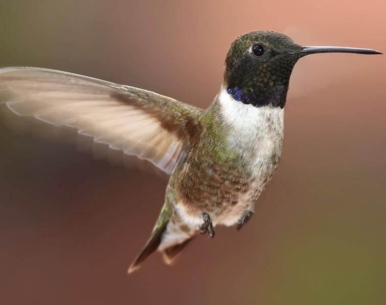 Black-Chinned-Hummingbird.jpg - 38kB