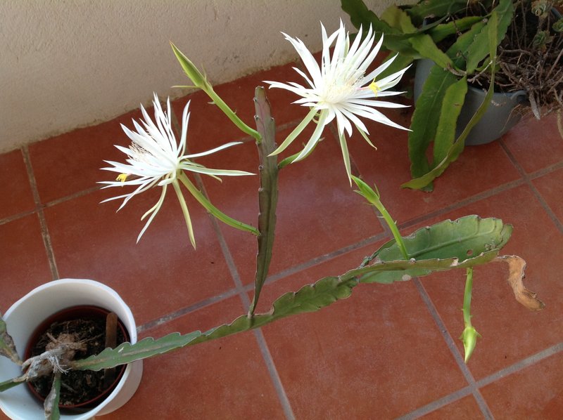 rsz_flowers_002.jpg - 105kB