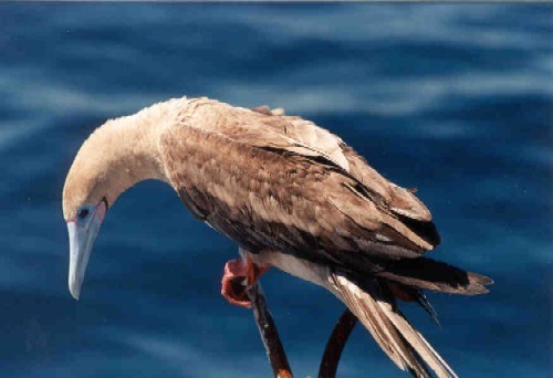 veryrareredfootedbooby.jpg - 36kB