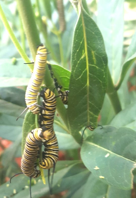 Monarch larvae.jpg - 54kB