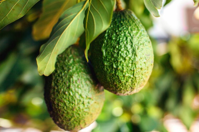 avocado-name-origin-760x506.jpg - 56kB