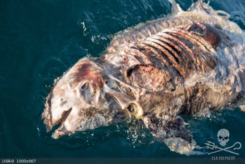 dead-vaquita 1.jpg - 109kB