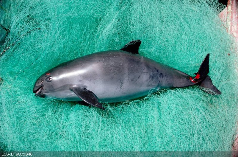 dead-vaquita 2.jpg - 156kB