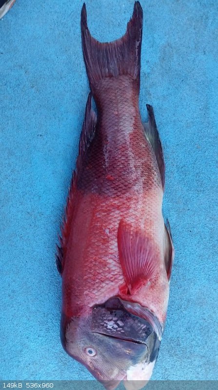 Sheepshead.jpg - 149kB