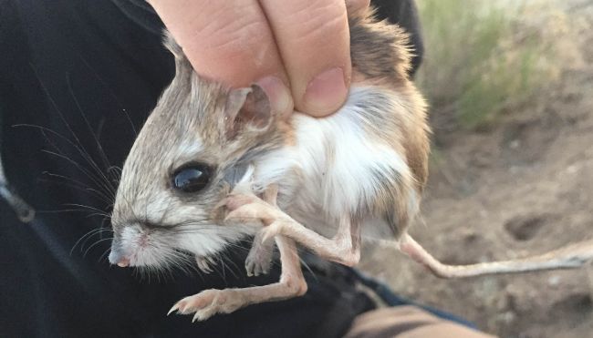 Kangaroo Rat.jpg - 35kB