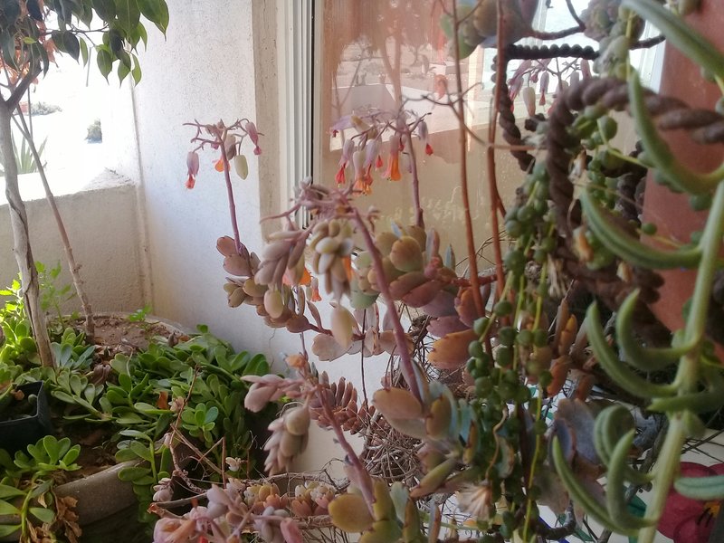rsz_20180409_172322_resized_1.jpg - 117kB