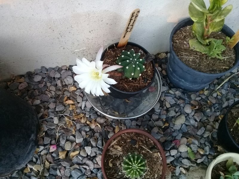 rsz_20180412_072351_resized.jpg - 125kB