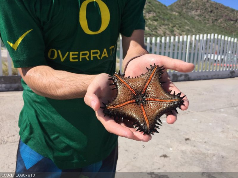 starfish1.jpeg - 108kB
