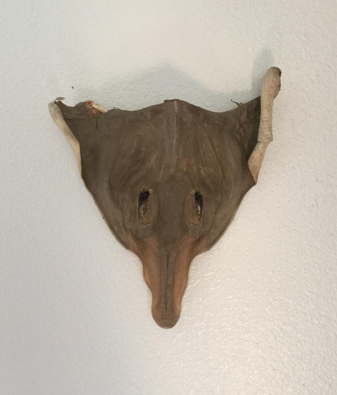 shark-on-wall2.jpg - 173kB