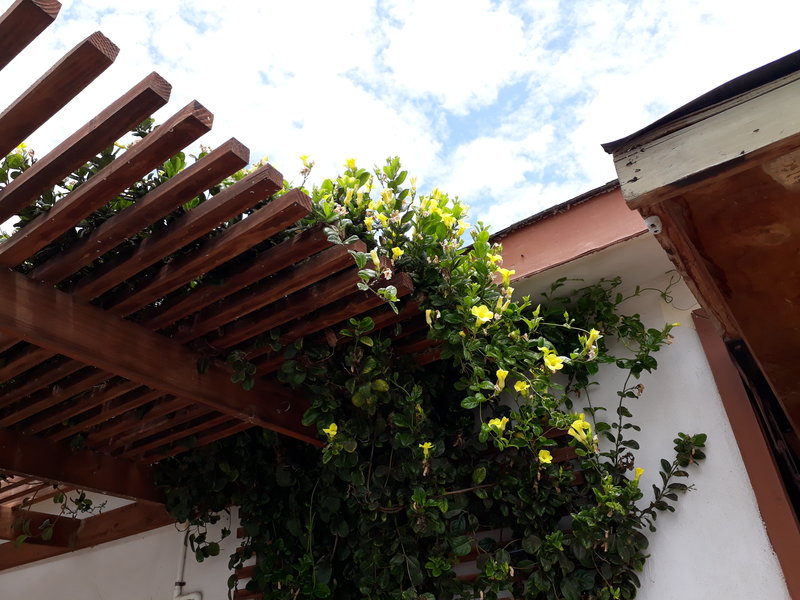 rsz_yellow_vine.jpg - 140kB