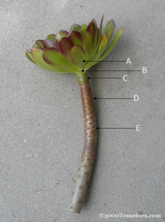 Succulent-propagation-edited-with-copyright-e1330807545382.jpg - 112kB