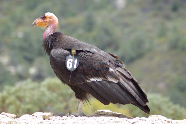 Condor Small.JPG - 34kB