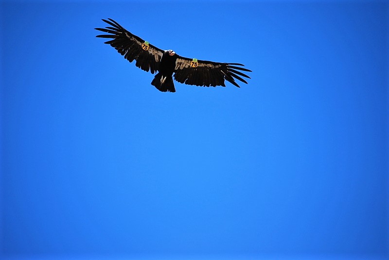Condor thebajarunner.jpeg - 62kB