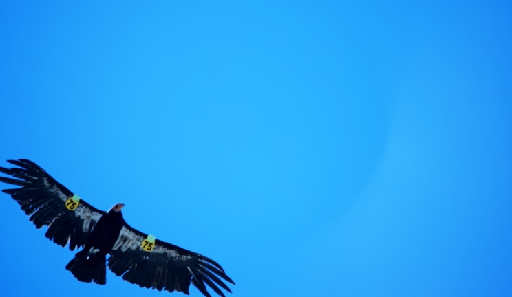 Condor-2.JPG - 65kB