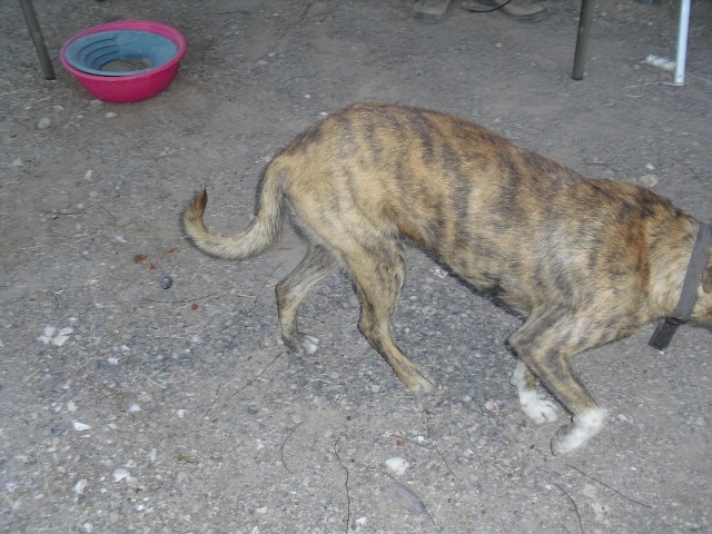 el tigre (640x480).jpg - 214kB